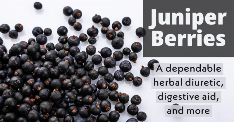 Juniper Berries: A dependable herbal diuretic, digestive tonic and flavoring agent